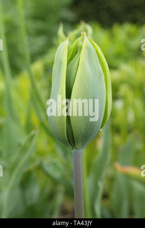 Tulipa 'Evergreen'. Pure green blooms of Evergreen tulip - UK Stock Photo