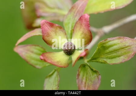 Cornus kousa 'Miss Satomi'. Emerging bracts of flowering Japanese dogwood tree - UK. AGM Stock Photo