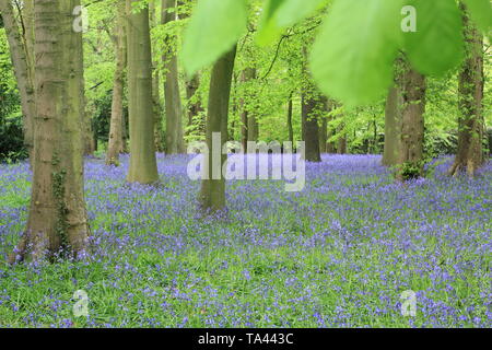 Renishaw Hall and gardens, Derbyshire, UK. Bluebells (hyacinthoides scripta) in the woodland garden in Derbyshire UK Stock Photo