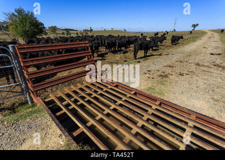 View of a cattle grid, known as a stock grid, to prevent livestock from passing openings along a road in a cattle property in New England region, nort Stock Photo