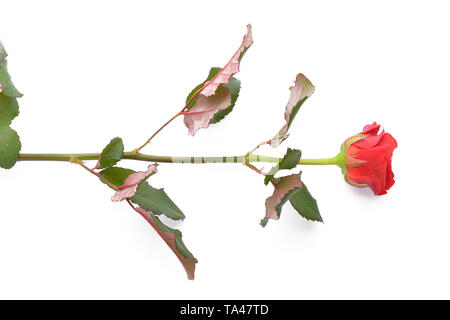 Beautiful red rose on white background Stock Photo