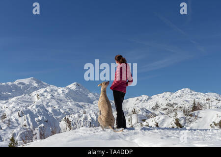 Young women hiker and Greyhound enjoying the view in Triglav National park Stock Photo