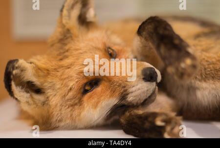 Closeup of a young fox in the Netherlands Stock Photo