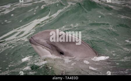 Dolphin opens its mouth in the Netherlands Stock Photo