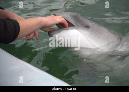 Dolphin opens its mouth in the Netherlands Stock Photo