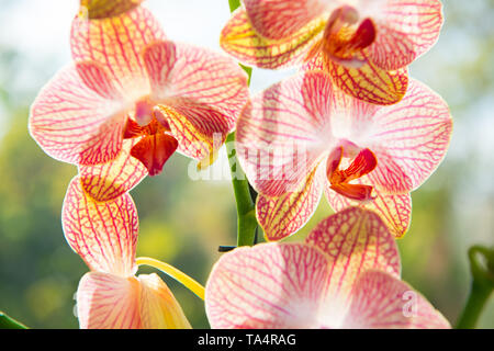 Orchids gorgeous blossom close up. Orchid flower pink and yellow bloom. Phalaenopsis orchid. Botany concept. Orchid growing tips. How take care orchid plants indoors. Most commonly grown house plants. Stock Photo