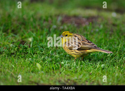 wild vegetable food for yellowhammers