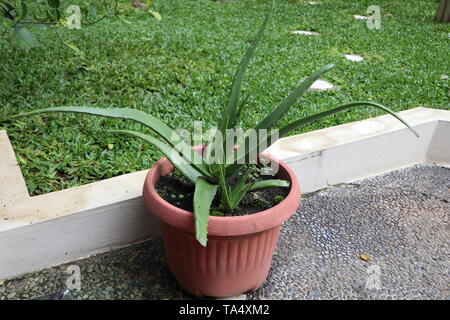 An Aloe vera plant with big beautiful blossoms in San Leandro California  USA Stock Photo - Alamy