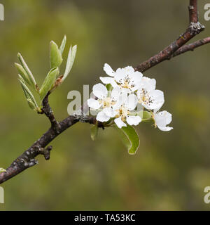 Wildapple flowers on a twig against a green natural blurred background Stock Photo
