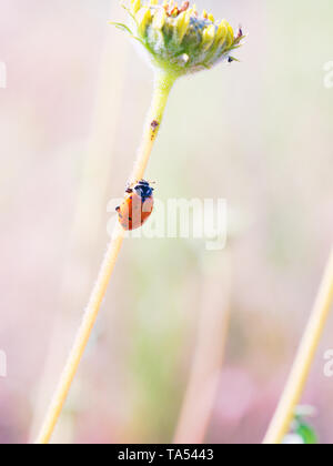 Lady bug crawling up the stem of a desert wild flower in Red Rock Canyon near Las Vegas, Nevada, USA Stock Photo