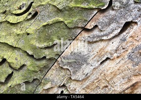 old weathered tree trunk with discoloration Stock Photo