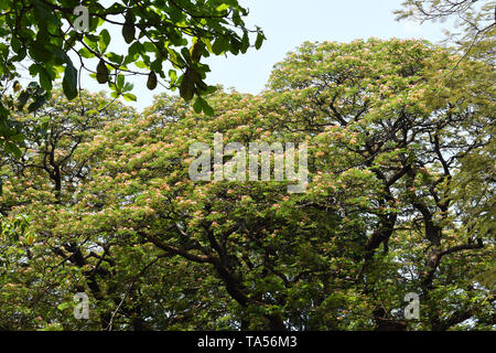 Rain tree, Samanea Saman with pink flower, Albizia saman. Natural ...