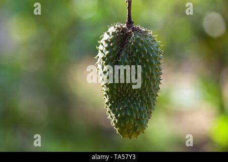 Soursop (Annona muricata), Costa Rica Stock Photo