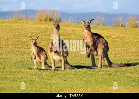 Eastern grey kangaroos (Macropus giganteus), animal family with young animal standing vigilantly in a green meadow, Maloney Beach, New South Wales Stock Photo