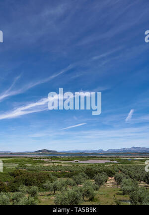 The Olive Groves of Fuente de Piedra stretching down to the side of the Salt water Lagoon under a big blue sky in Andalucia, Spain. Stock Photo