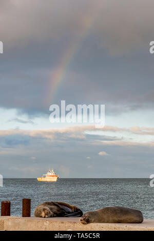 Two sea lions rest on the beach with a fishing boat in the background and the rainbow in the sky, Kingscote, Kangaroo Island, Southern Australia Stock Photo