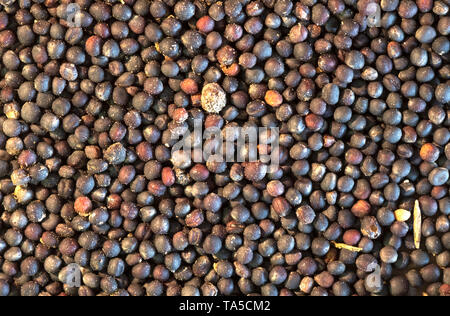 Many Tiny Black Poppy Seeds Stock Photo Alamy