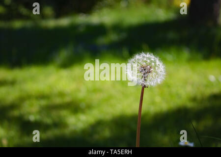 Dandelion Flower (sead head/clock) in front of green background.