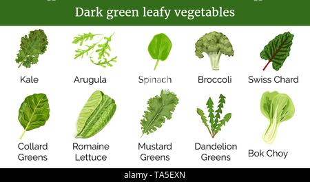 Dark green leafy vegetables, herbs. Spinach, Dandelion green, broccoli, Mustard, Romaine Lettuce, kale, Collard. Big icon set of popular culinary sala Stock Vector