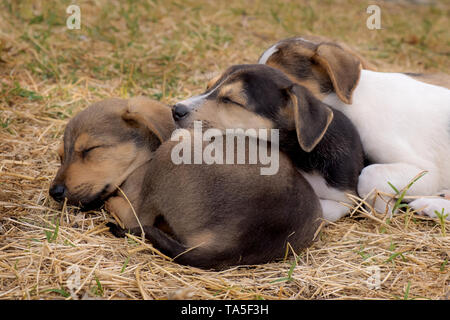 A dog can be your best friend Stock Photo