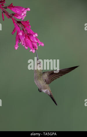 Sombre Hummingbird Stock Photo