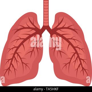 vector human lungs flat icon isolated on white background. lung organ anatomy symbol for health and medical illustrations Stock Vector