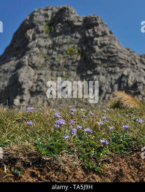 Spring Squill flowers early with a haze of blue small starry flowers. Here shown growing below limestone cliffs on south Gower. Stock Photo