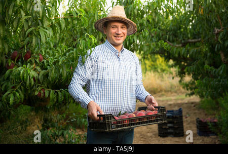 Portrait of man horticulturist holding crate with  peaches in garden Stock Photo