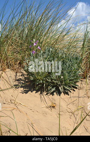 Sea stock growing on shifting sand dune, Gower, Swansea, Wales Stock Photo