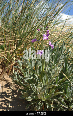 Sea stock growing on shifting sand dune, Gower, Swansea, Wales Stock Photo