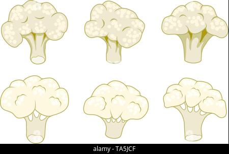 vector vegetable cauliflower cabbage pieces isolated on white background. healthy vegetarian food icon. raw cauliflower pieces for harvest illustratio Stock Vector