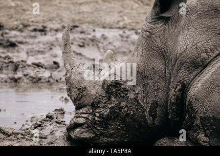 White Rhino lying in the mud in Africa.