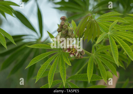 The tree cassava used a source of rubber also known as Manihot glaziovii. Flowers casava Stock Photo