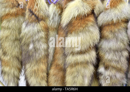Tails of gray foxes on a collar hang on ropes on clothespins close-up Stock Photo