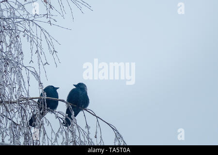 Jackdaw sitting on the branch of a birch on background of blue sky Stock Photo