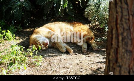 Street life at Turkey's holiday destination Bodrum on an sunny day Stock Photo