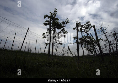Meckenbeuren, Germany. 22nd May, 2019. Apple trees and a hop field under dark rain clouds (to dpa-lsw: 'Farmers in Baden-Württemberg happy about rain') Credit: Karl-Josef Hildenbrand/dpa/Alamy Live News Stock Photo