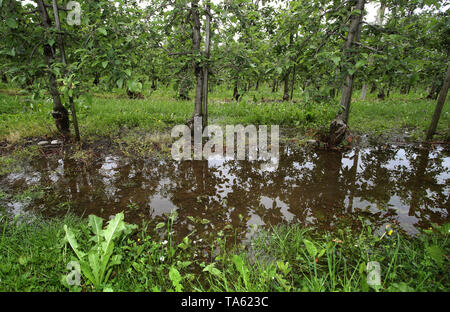 Meckenbeuren, Germany. 22nd May, 2019. Rainwater collects at the bottom of an apple orchard. (to dpa-lsw: 'Farmers in Baden-Württemberg happy about rain') Credit: Karl-Josef Hildenbrand/dpa/Alamy Live News Stock Photo