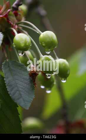 Meckenbeuren, Germany. 22nd May, 2019. Raindrops hang on still green cherries in a cherry plantation. (to dpa-lsw: 'Farmers in Baden-Württemberg happy about rain') Credit: Karl-Josef Hildenbrand/dpa/Alamy Live News Stock Photo