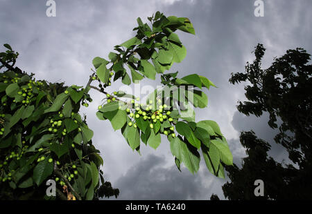 Meckenbeuren, Germany. 22nd May, 2019. Still green cherries hang in a cherry plantation before dark rain clouds. (to dpa-lsw: 'Farmers in Baden-Württemberg happy about rain') Credit: Karl-Josef Hildenbrand/dpa/Alamy Live News Stock Photo