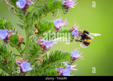 Fluffy bumblebee (bombus), as well as the first few honey bees, are collecting nectar from colourful flowers in London, UK. The insects are a welcome sight for all those concerned about declining bee populations. Stock Photo