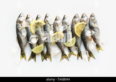 Black sea fresh bluefish on white background. Fish pattern. View from above. Isolated. Stock Photo
