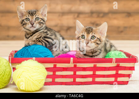 two kittens of bengali breed sit in a wicker basket, play with threads Stock Photo