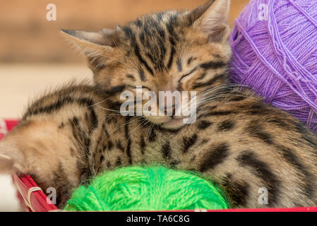 sleeping Bengal kittens with balls of thread close-up portrait Stock Photo