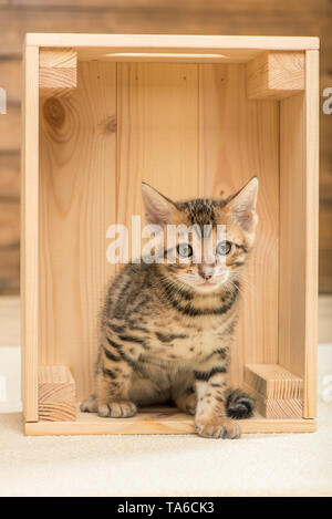 purebred little kitten sitting in a wooden box, closeup portrait Stock Photo