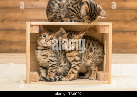 kittens playing in the wooden box, three Bengal kittens Stock Photo