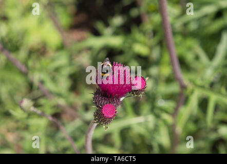 Bumble Bee feeding on flower at RHS Wisley in Spring Stock Photo