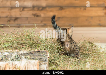 striped little kitten on dry hay, rear view Stock Photo