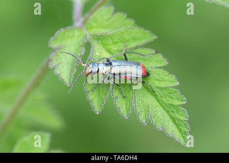 Red-tipped Flower Beetles (Malachius bipustulatus) Stock Photo