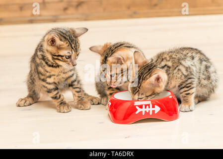 three bengal kittens and one bowl of milk Stock Photo